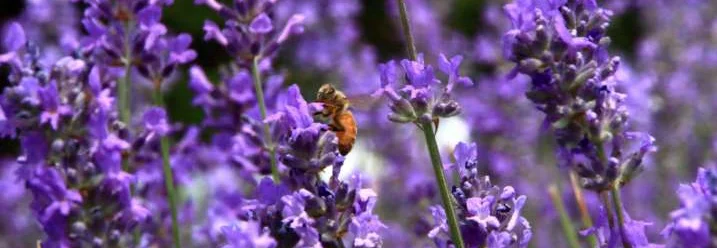 Biene auf Lavendelblüten